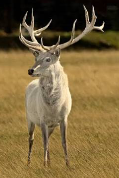 A deer with antlers standing in a grassy field